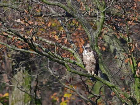 クマタカ若との出会い