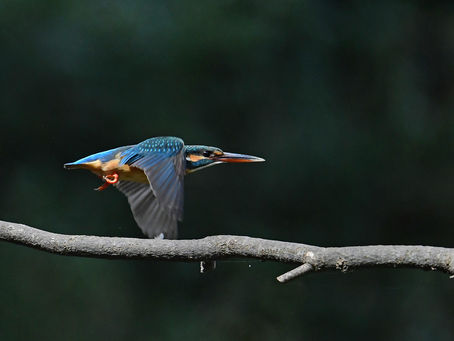 カワセミ池の桜満開に