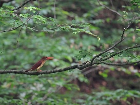 今日のアカショウビン