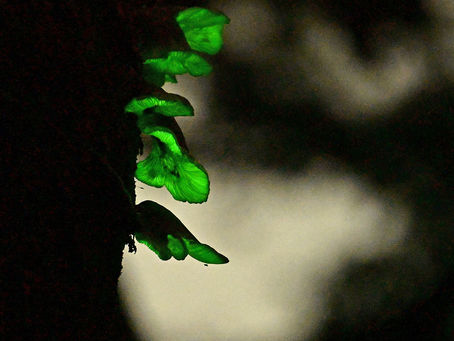 不思議なキノコ