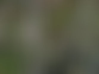 クマタカの季節