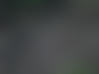 キレンジャク&ヒレンジャク