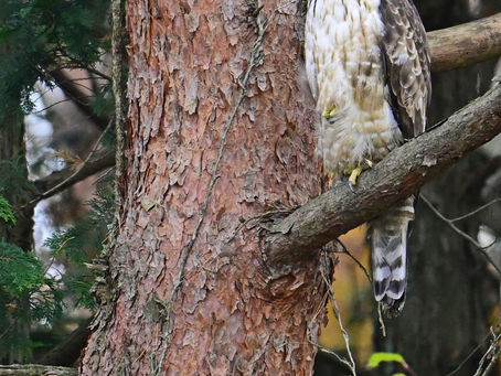 最近のクマタカ