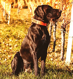 IMG-20211125-WA0006 (002)_edited.jpg