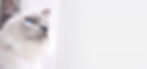 Ragdoll Cat_edited.jpg