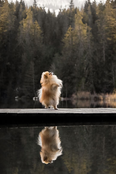 IMG_7709 Kopieowz.jpg