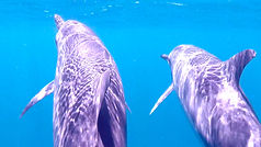 web pix dolphin 11.jpg
