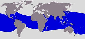 Cetacea_range_map_Spinner_Dolphin_edited