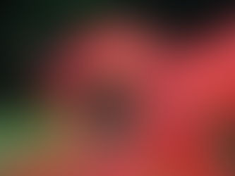 雨の日の彼岸花