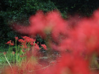 雨の日の彼岸花