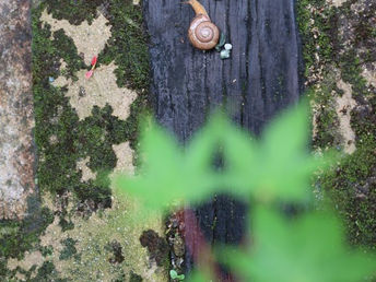 母の日に間に合うように仕込みました