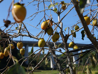 短い秋を楽しもう