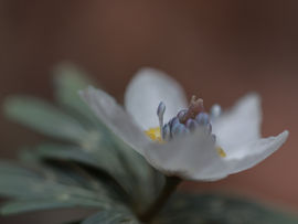 春の足音が聞こえる