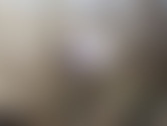 春の女神ギフチョウは今が盛り