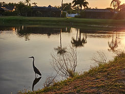 Birds in a pond in Tamaron