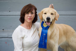Criadero Golden Retriever Mexico