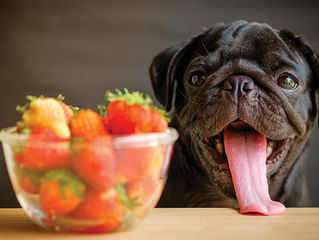 Nutriogenómica Canina e Ingredientes Top.
