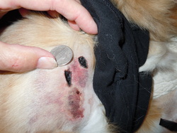 Closeup of a rattlesnake bite