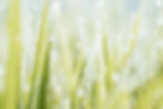 Grass with water droplets_image_pexels-nandhu-kumar-4068996