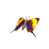 butterfly-animated.gif