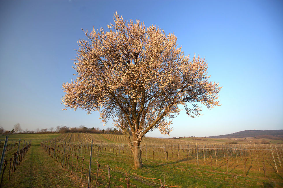 Blühender Baum im Weingarten