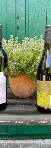 Rotgipfler DAC, Rotgipfler Thörlberg, Pinot Noir und St. Laurent vom Weingut Österreicher