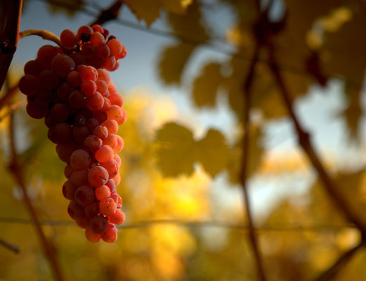 Zierfandler Weingut Österreicher aus Pfaffstätten