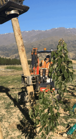Installing wooden strainers using a vibrator on a 20 tonne digger