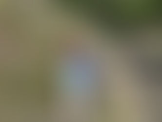 ここにもいたよー