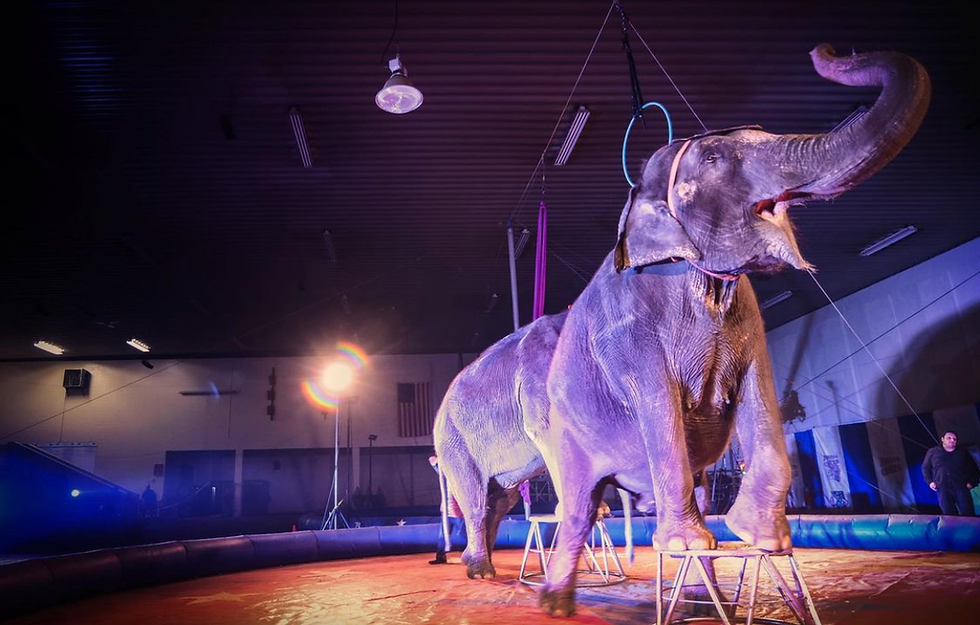 Circus