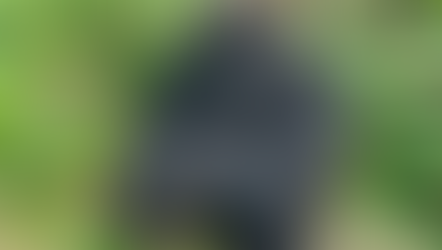 Gorilla Trekking in Rwanda
