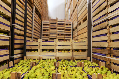 L'Agroalimentare punta all'export solidale