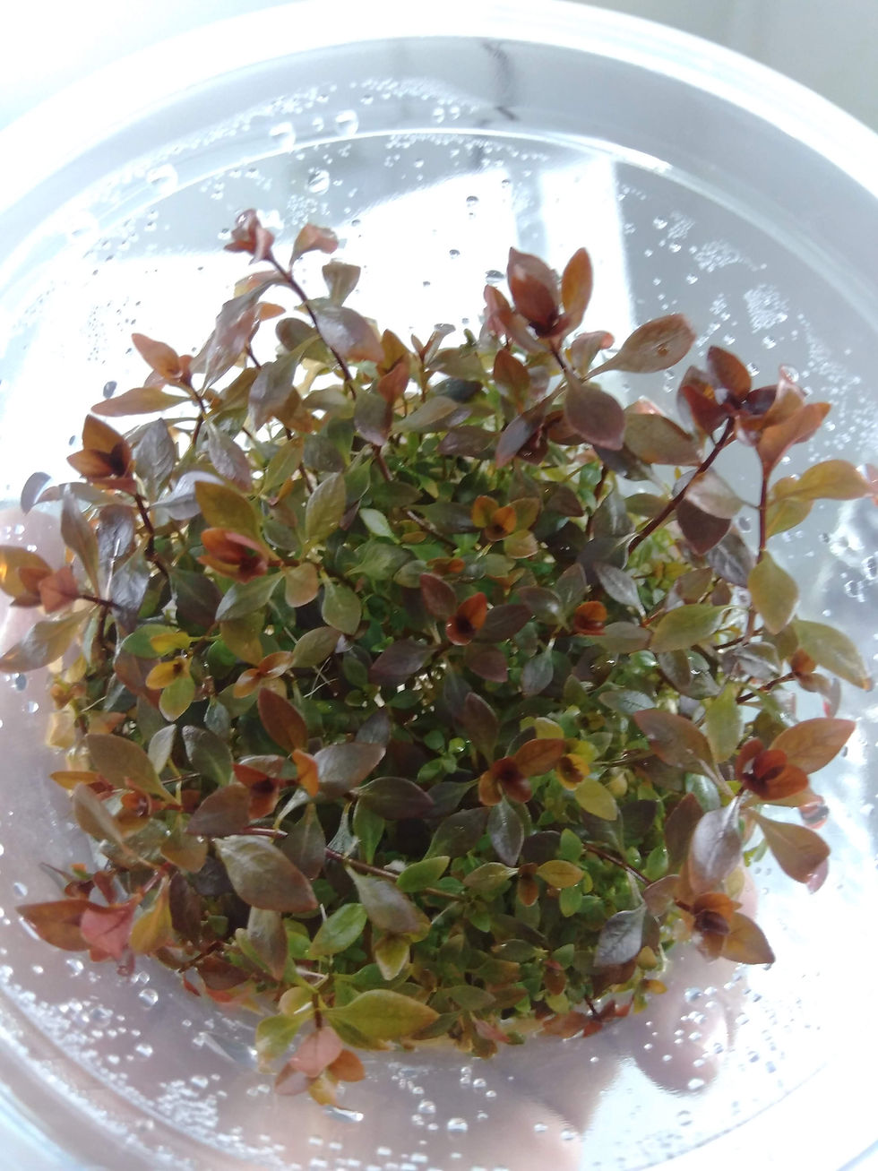 Ludwigia super red mini