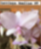 Thumbnail: Cattleya Nobilior Amaliae NT