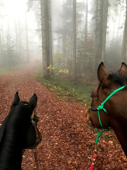 Ausreiten