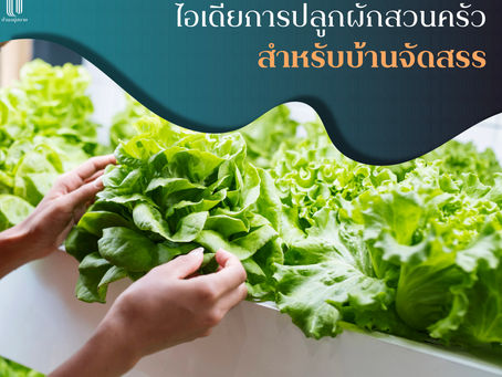 ไอเดียการปลูกผักสวนครัวสำหรับบ้านจัดสรร