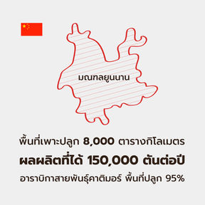 การพัฒนาธุรกิจอุตสาหกรรมกาแฟจีน