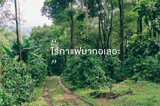 ไร่กาแฟมากอเลอะ