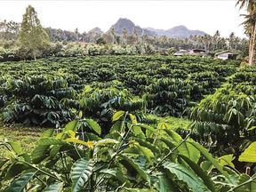 Robusta Quality Processing
เพื่อการพัฒนากาแฟโรบัสตาไทยให้เป็น Fine Robusta