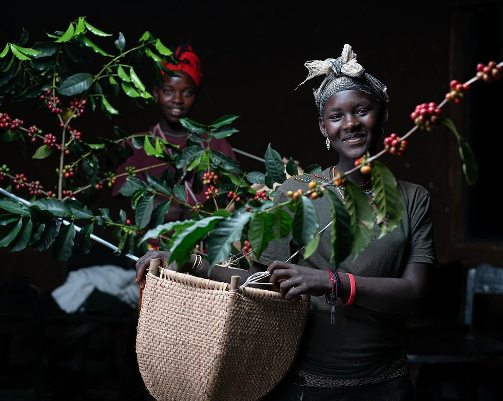 Gesha Village Coffee Estate เมื่อ ‘Illubabor Forest’ เป็น 1 ใน 3 สายพันธุ์หลักร่วมกับ Gesha 1931 และ Gori Gesha