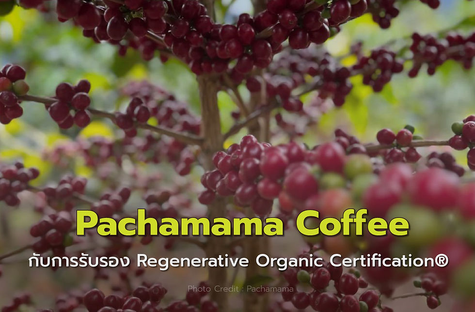 Pachamama Coffee กับการรับรอง Regenerative Organic Certification®