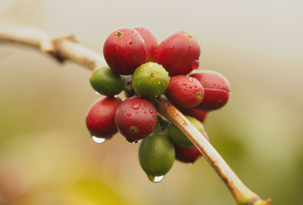 Innovea Global Coffee Breeding Network ถอดรหัส ‘โรบัสตา’ พันธุ์ใหม่ ...