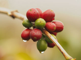 Innovea Global Coffee Breeding Network ถอดรหัส ‘โรบัสตา’ พันธุ์ใหม่ เมื่อเวียดนามและกานาผนึกกำลังเขย่าโลกวิจัย