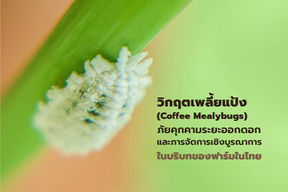 วิกฤตเพลี้ยแป้ง (Coffee Mealybugs) ภัยคุกคามระยะออกดอกและการจัดการเชิงบูรณาการในบริบทของฟาร์มในไทย