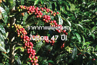 ราคากาแฟพุ่งสูงสุดในรอบ 47 ปี!