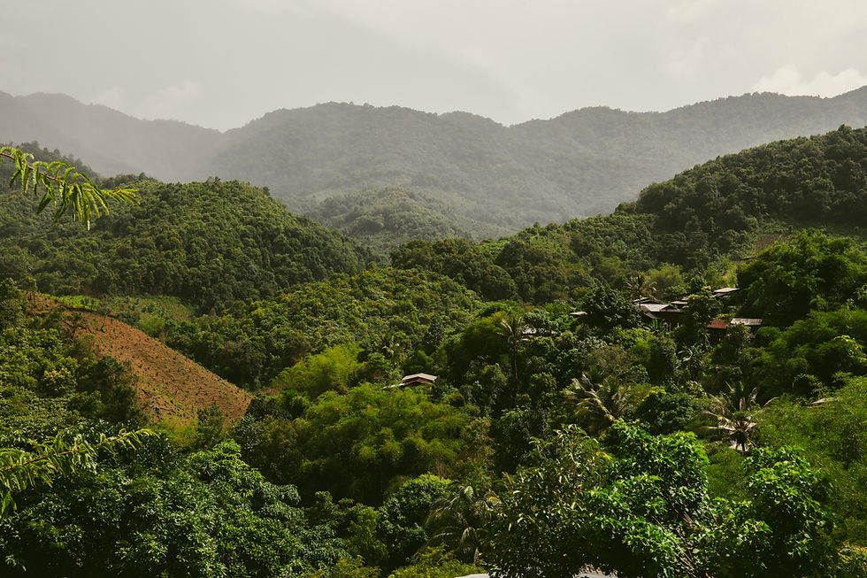 Omkoi From Lush Forested Lands to the Complex Sweetness of Agroforestry Coffee in Baan Pha-An and Baan Huay Khanun
