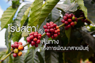 โรบัสตา กับ เส้นทางแห่งการพัฒนาสายพันธุ์