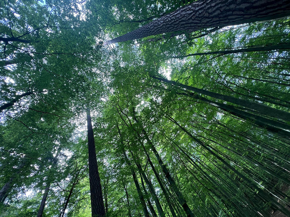 Looking up at tall green forest trees forming a dense canopy, with sunlight filtering through and a peaceful woodland mood.