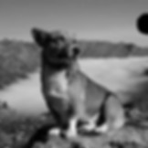 pongo gestore rifugio