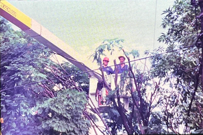 PRECOODES TRABAJO EN ALTURAS Y MANTENIMIENTO DE ARBOLES 1994